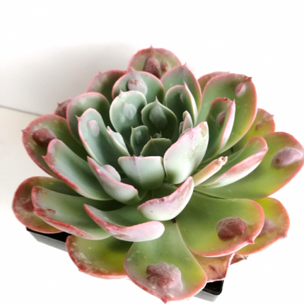 Echeveria 'Rain Drops'
