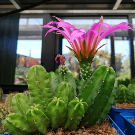 Echinocereus 'Morricalli'