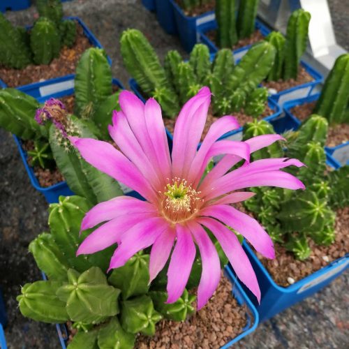 Echinocereus ‘Morricalli'
