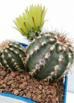 Echinocereus viridiflorus