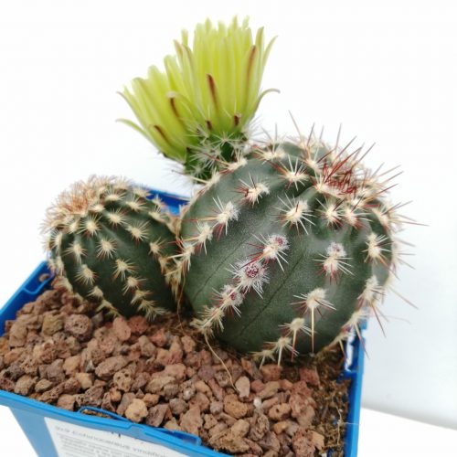 Echinocereus viridiflorus