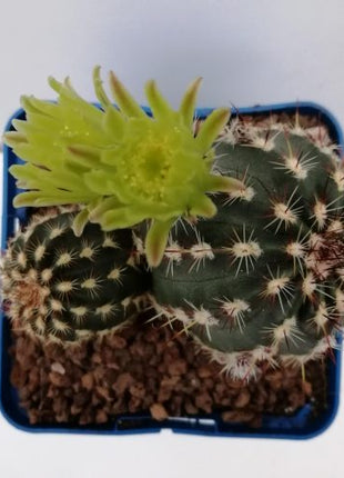 Echinocereus viridiflorus