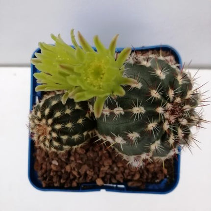 Echinocereus viridiflorus