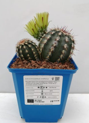 Echinocereus viridiflorus