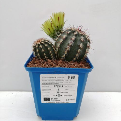 Echinocereus viridiflorus