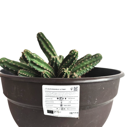 Echinocereus scheeri