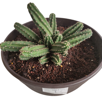 Echinocereus scheeri