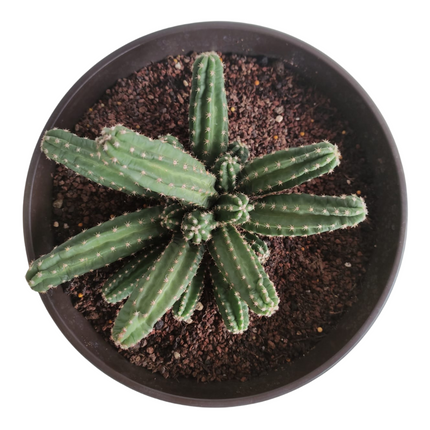 Echinocereus scheeri