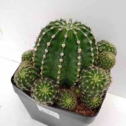 Echinopsis oxygona 'S' 'M' y 'L' - DesertSTORE.es