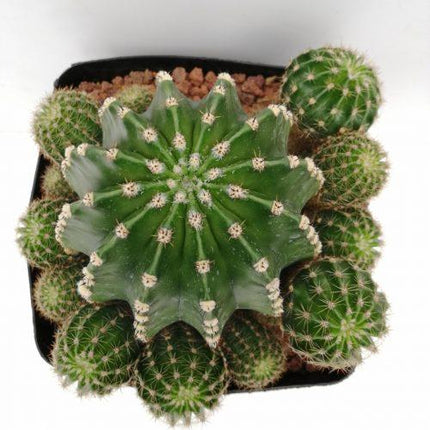 Echinopsis oxygona 'S' 'M' y 'L' - DesertSTORE.es