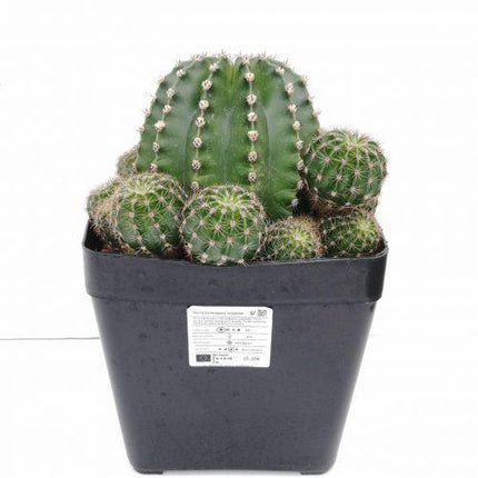 Echinopsis oxygona 'S' 'M' y 'L' - DesertSTORE.es