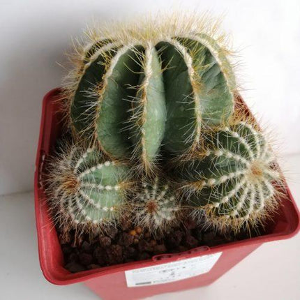 Eriocephala (Parodie) magnifica