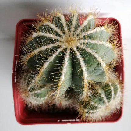 Eriocephala (Parodie) magnifica