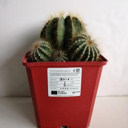 Eriocephala (Parodie) magnifica