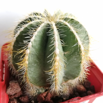 Eriocephala (Parodie) magnifica