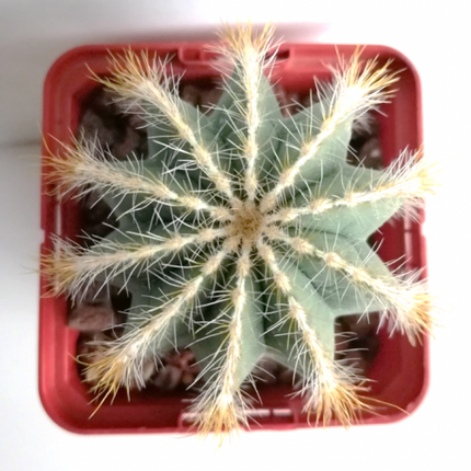 Eriocephala (Parodie) magnifica