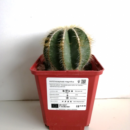 Eriocephala (Parodie) magnifica