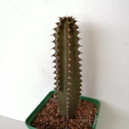 Euphorbia canariensis