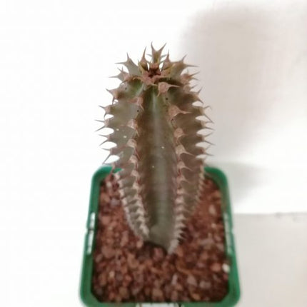 Euphorbia canariensis