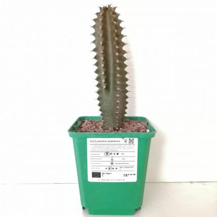 Euphorbia canariensis