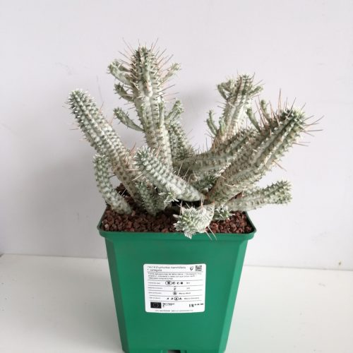 Euphorbia mammillaris f. variegata "M"