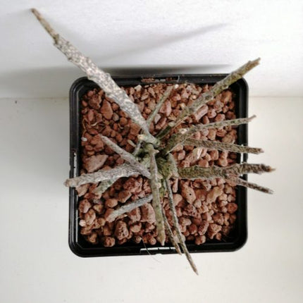 Euphorbia platyclada