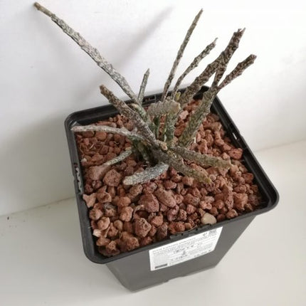 Euphorbia platyclada
