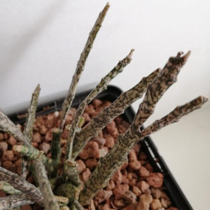 Euphorbia platyclada