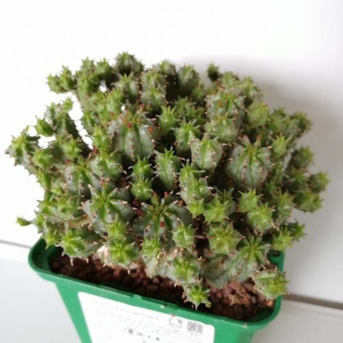 Euphorbia submammillaris