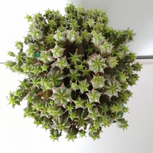 Euphorbia submammillaris | Mazorca de maíz