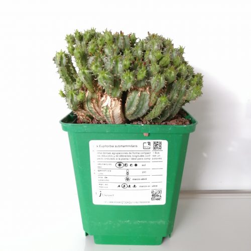 Euphorbia submammillaris