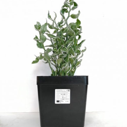 Euphorbia tithymaloides 'Mystery Planet' "L"