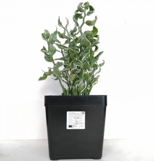 Euphorbia tithymaloides 'Mystery Planet' "L"