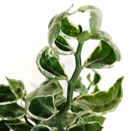 Euphorbia tithymaloides 'Mystery Planet' "L"