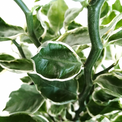 Euphorbia tithymaloides 'Mystery Planet' "L"