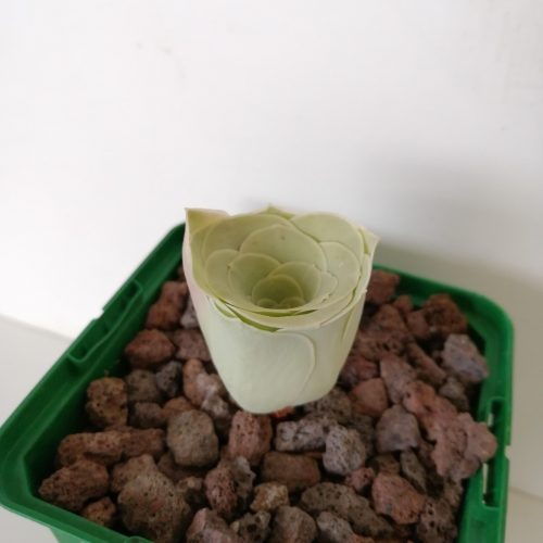 Aeonium diplocylum