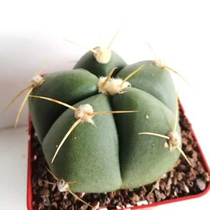 Gymnocalycium horstii