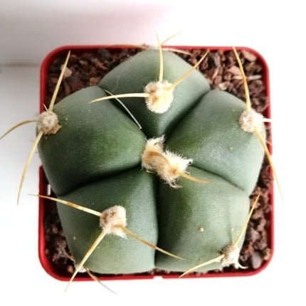 Gymnocalycium horstii