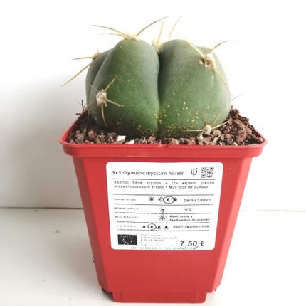 Gymnocalycium horstii