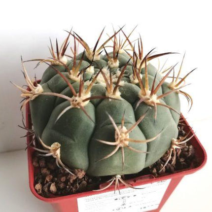 Gymnocalycium pflanzii