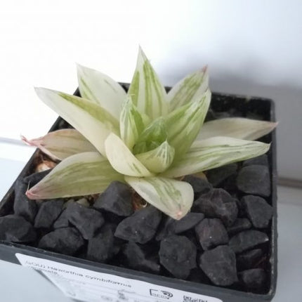Haworthia 'Garaduken Shirofu'