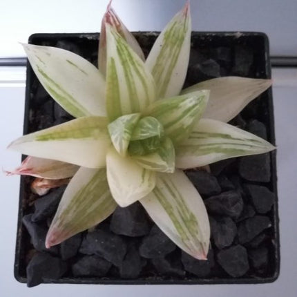Haworthia 'Garaduken Shirofu'
