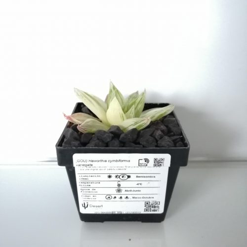 Haworthia 'Garaduken Shirofu'
