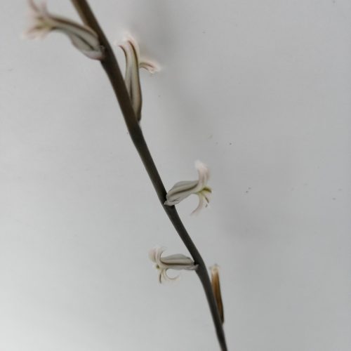 Haworthia truncata (cluster)