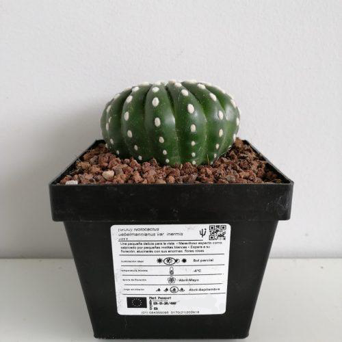 Notocactus uebelmaniannus var. inermis