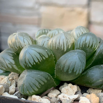 Haworthia ikra ‘Sky lantern’ (H. cooperi var. truncata) ‘Sky lantern’
