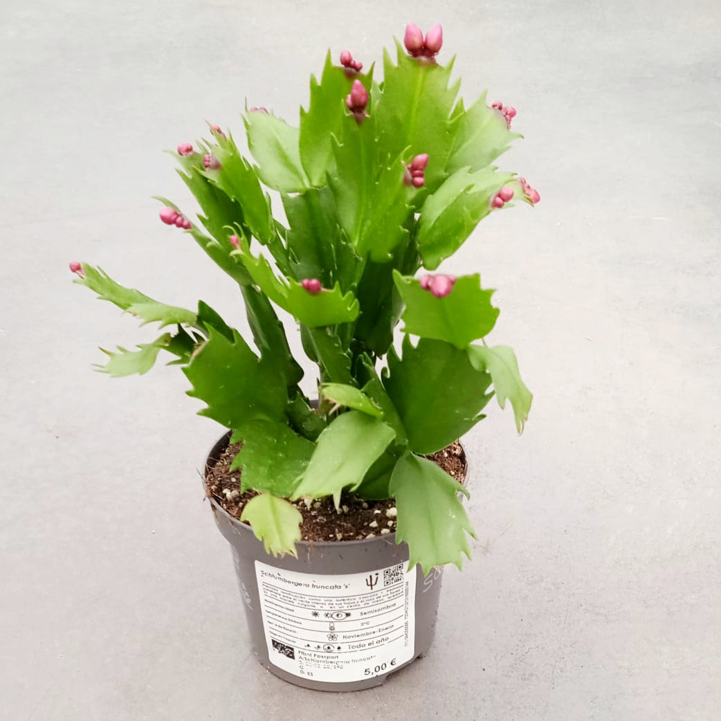 Schlumbergera truncata (Christmas Cactus)