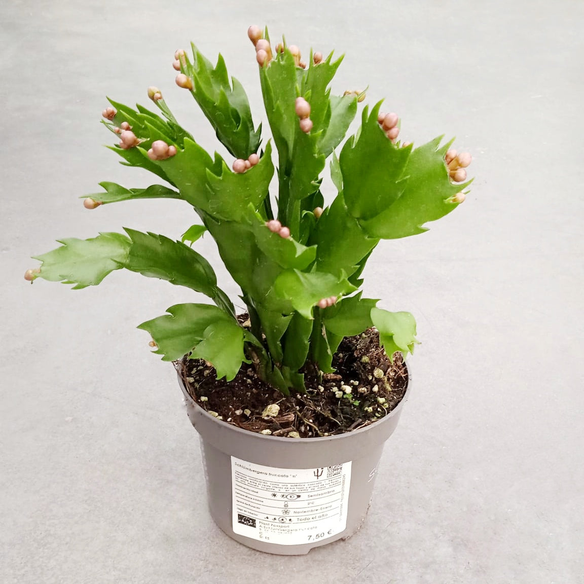 Schlumbergera truncata (Christmas Cactus)