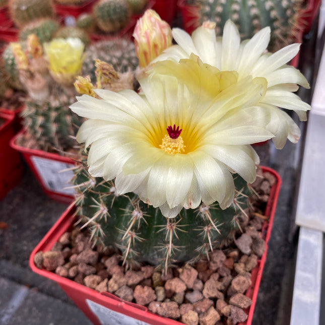 Notocactus herteri subesp. roseoluteus