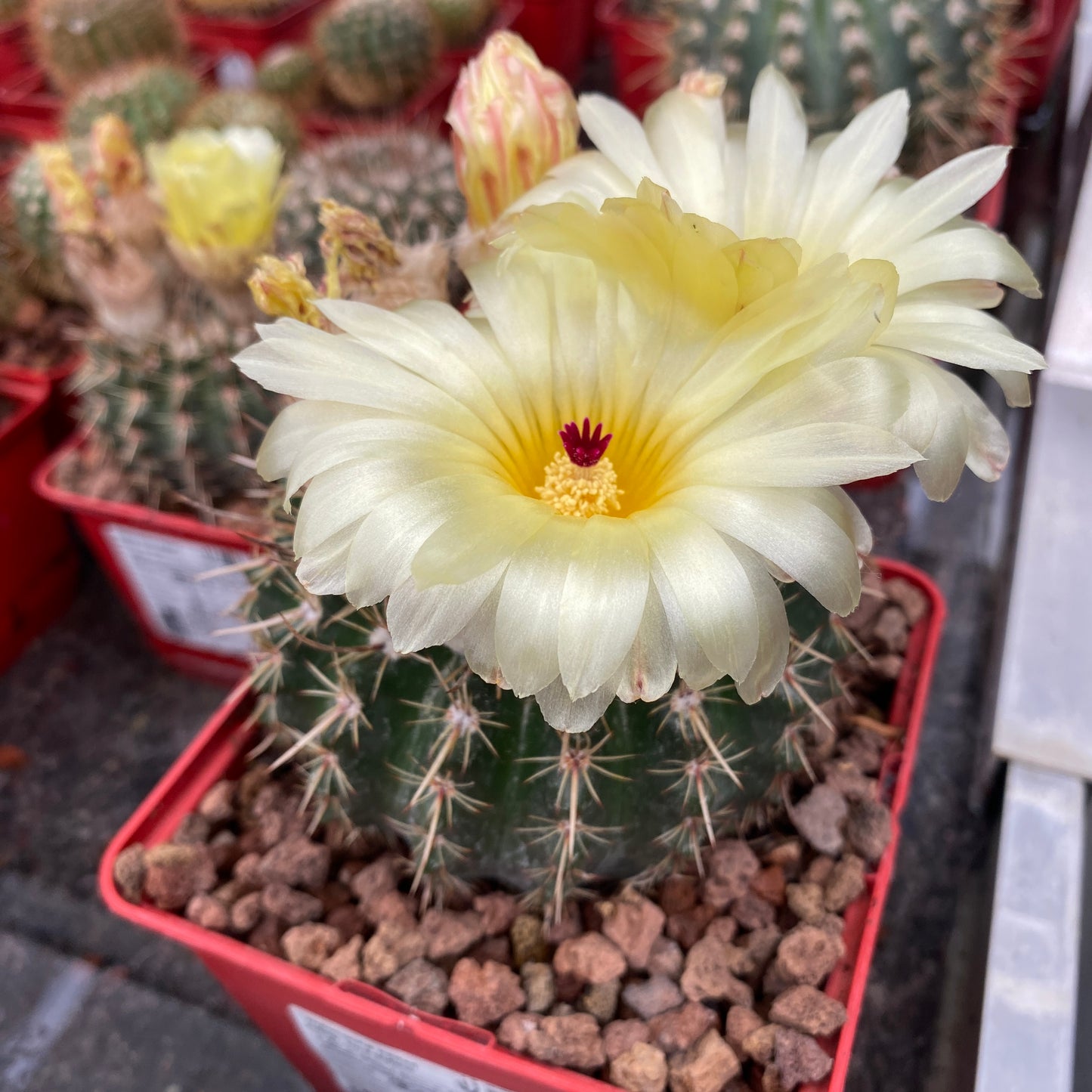 Notocactus herteri subsp. Roseoluteus